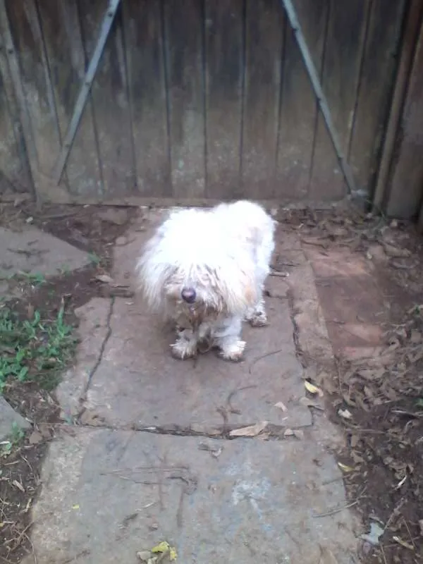 Cachorro raça mestiça de Poodle idade  nome Sem nome