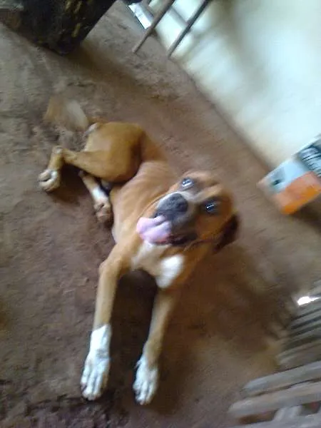 Cachorro ra a Boxer idade 7 a 11 meses nome Sem nomes