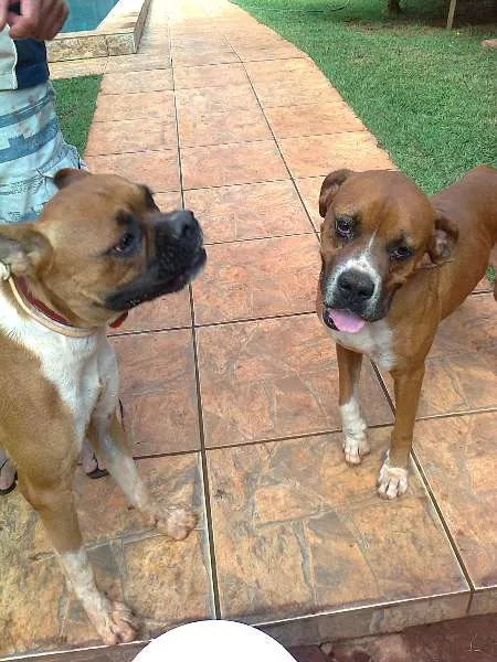 Cachorro ra a Boxer idade 7 a 11 meses nome Sem nomes