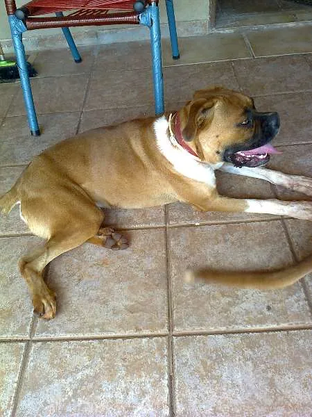 Cachorro ra a Boxer idade 7 a 11 meses nome Sem nomes