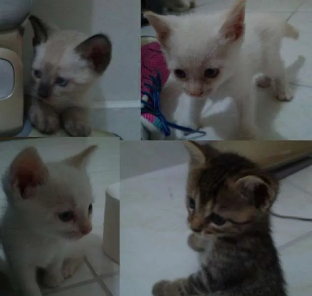 Gato ra a não definida idade Abaixo de 2 meses nome Kimberlin