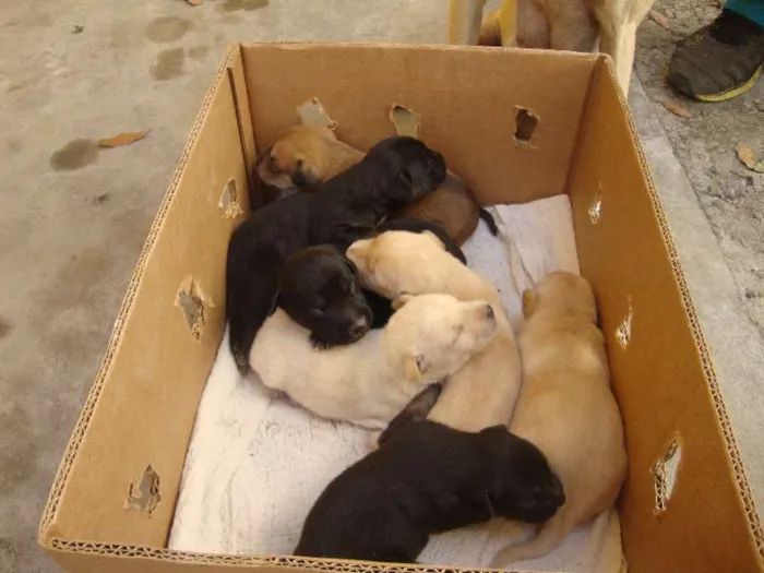 Cachorro ra a Vira - Lata idade Abaixo de 2 meses nome Mãe e filhotes