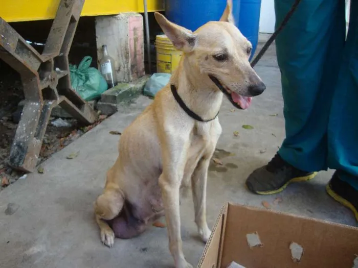 Cachorro ra a Vira - Lata idade Abaixo de 2 meses nome Mãe e filhotes