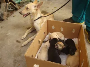Cachorro raça Vira - Lata idade Abaixo de 2 meses nome Mãe e filhotes