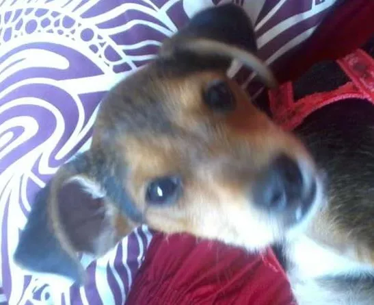 Cachorro raça SRD idade 2 a 6 meses nome Mel