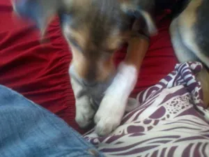 Cachorro raça SRD idade 2 a 6 meses nome Mel