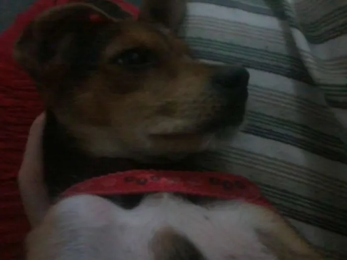 Cachorro raça SRD idade 2 a 6 meses nome Mel