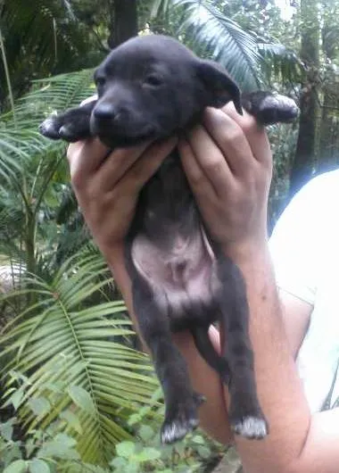 Cachorro ra a SRD idade 2 a 6 meses nome SEM NOME