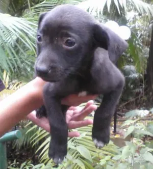 Cachorro raça SRD idade 2 a 6 meses nome SEM NOME