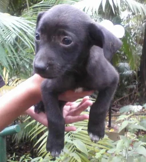 Cachorro ra a SRD idade 2 a 6 meses nome SEM NOME