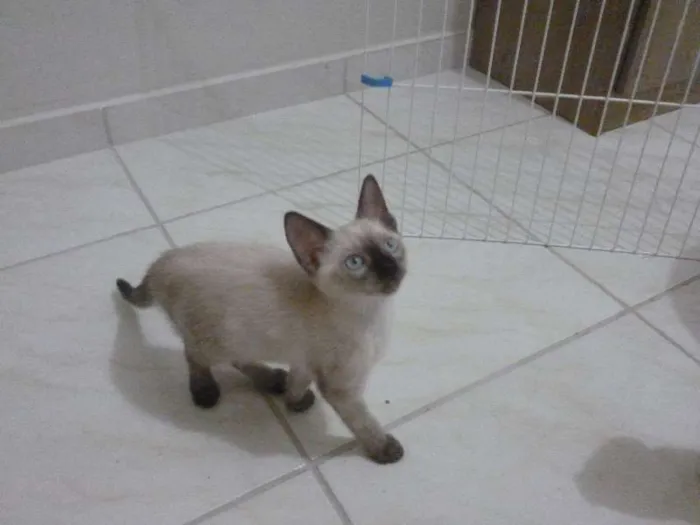 Gato ra a não definida idade Abaixo de 2 meses nome Kimberlin