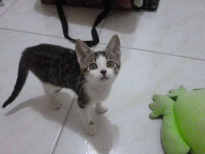 Gato ra a não definida idade Abaixo de 2 meses nome Kimberlin