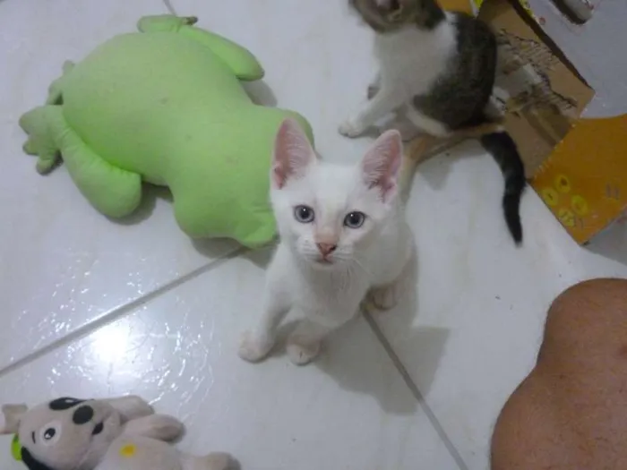 Gato ra a não definida idade Abaixo de 2 meses nome Kimberlin
