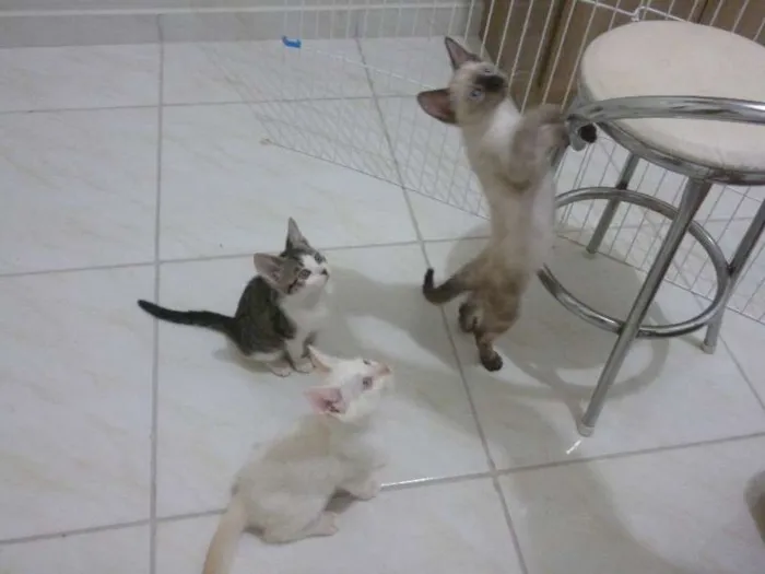 Gato ra a não definida idade Abaixo de 2 meses nome Kimberlin