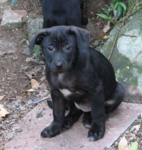 Cachorro ra a SRD idade 2 a 6 meses nome SEM NOME