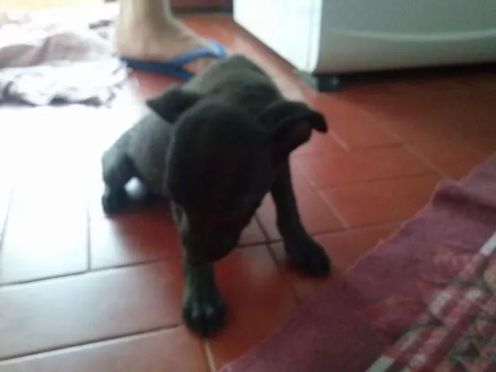 Cachorro ra a vira lata idade 2 a 6 meses nome não tem