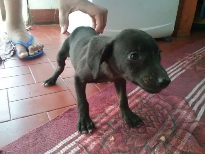 Cachorro ra a vira lata idade 2 a 6 meses nome não tem