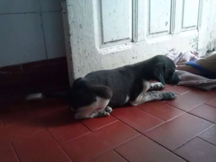 Cachorro ra a vira lata idade 2 a 6 meses nome não tem