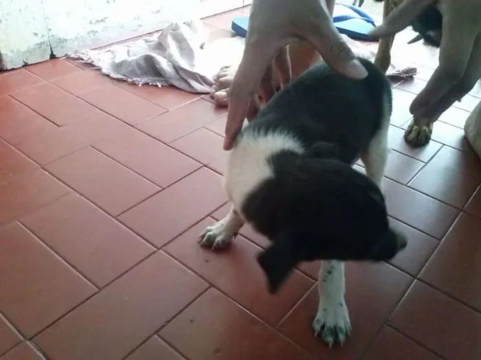 Cachorro ra a vira lata idade 2 a 6 meses nome não tem