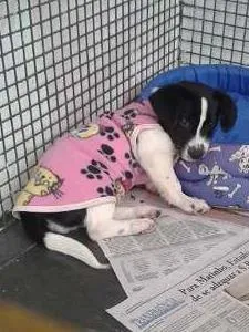 Cachorro ra a SRD idade 2 a 6 meses nome Chloe