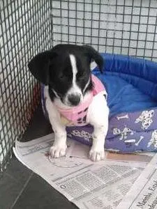 Cachorro ra a SRD idade 2 a 6 meses nome Chloe