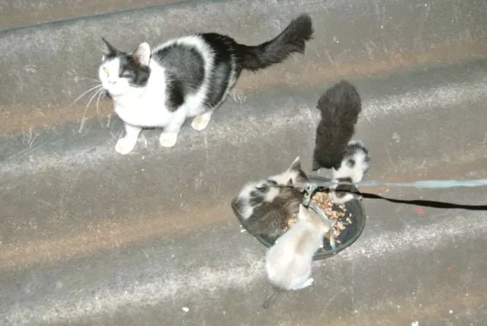 Gato ra a Vira-lata idade 2 anos nome Panda