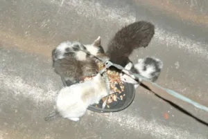 Gato raça Vira-lata idade 2 anos nome Panda