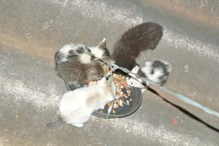 Gato ra a Vira-lata idade 2 anos nome Panda