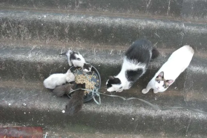 Gato ra a Vira-lata idade 2 anos nome Panda