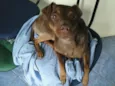 Pitoko