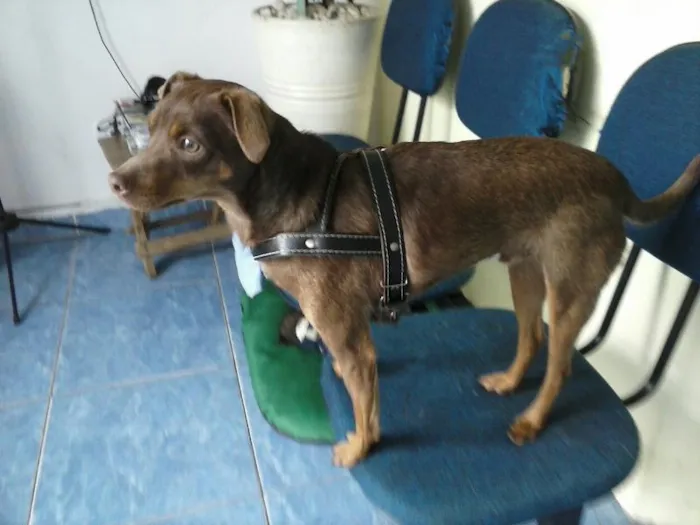 Cachorro ra a SRD idade 1 ano nome Pitoko