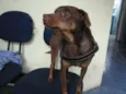 Pitoko