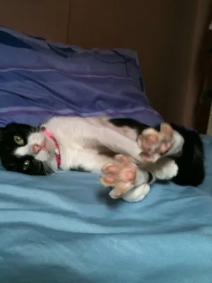 Gato raça SRD idade 1 ano nome Anita