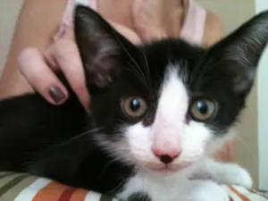 Gato raça SRD idade 2 a 6 meses nome Fran