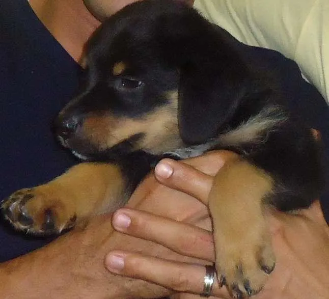 Cachorro ra a Rottweiler idade 2 a 6 meses nome LION GRATIFICA