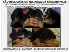 Cachorro raça Rottweiler idade 2 a 6 meses nome LION GRATIFICA