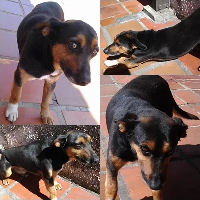 Cachorro ra a Não Definida idade 3 anos nome João