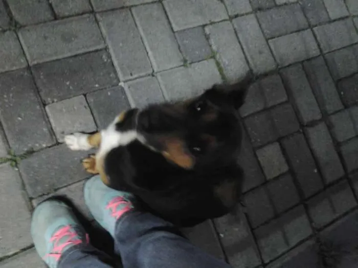 Cachorro ra a Não Definida idade 3 anos nome João