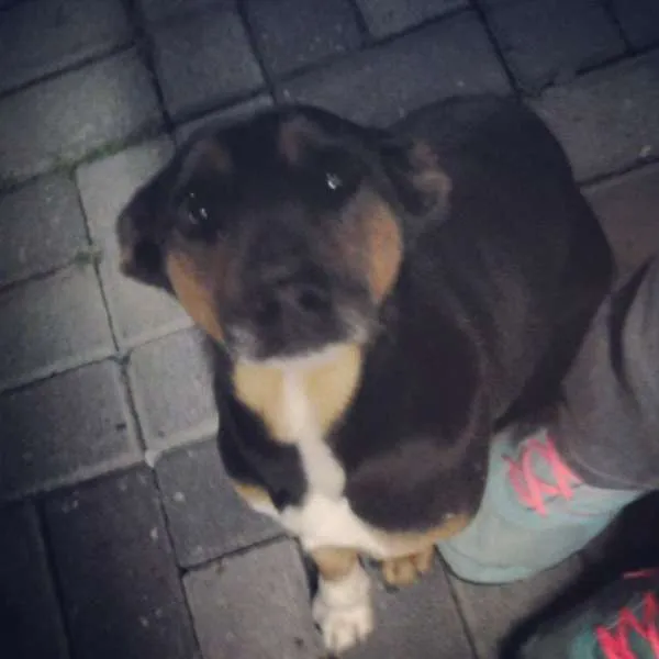 Cachorro ra a Não Definida idade 3 anos nome João