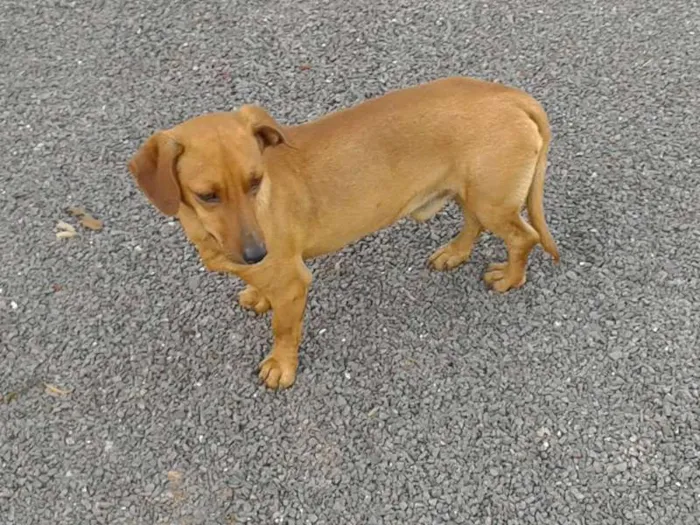 Cachorro ra a Salsicha idade 2 anos nome Não sei