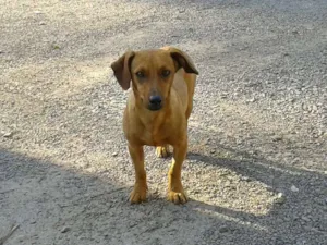 Cachorro raça Salsicha idade 2 anos nome Não sei