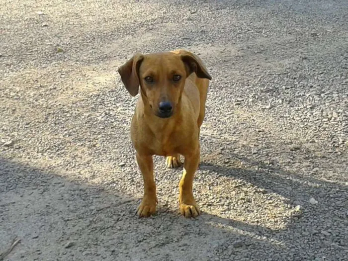 Cachorro ra a Salsicha idade 2 anos nome Não sei