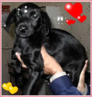 Cachorro raça Labrador Mestiço idade 2 a 6 meses nome Docinho