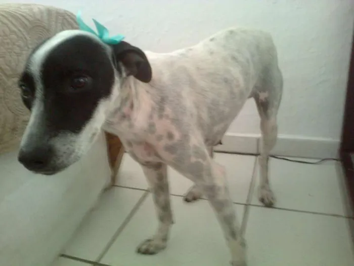 Cachorro raça Vira - lata idade 2 anos nome Sem nome