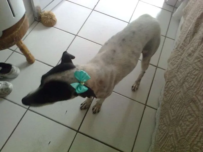 Cachorro raça Vira - lata idade 2 anos nome Sem nome