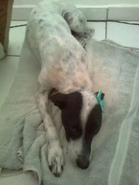 Cachorro raça Vira - lata idade 2 anos nome Sem nome