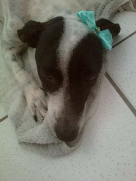 Cachorro raça Vira - lata idade 2 anos nome Sem nome