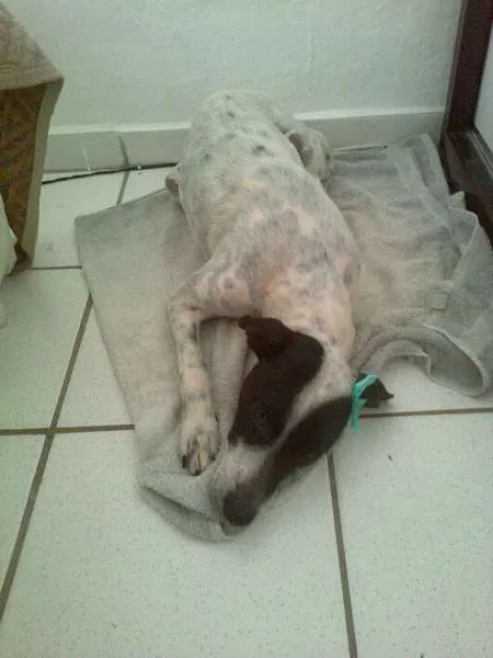 Cachorro raça Vira - lata idade 2 anos nome Sem nome