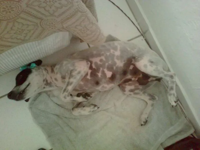 Cachorro raça Vira - lata idade 2 anos nome Sem nome