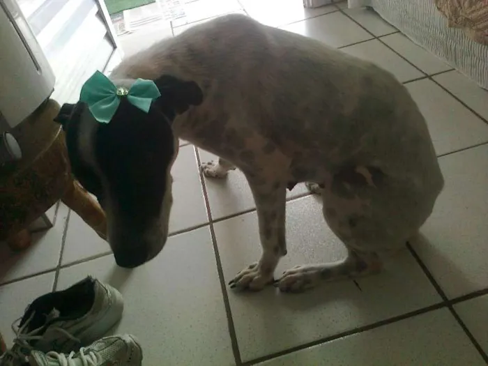 Cachorro raça Vira - lata idade 2 anos nome Sem nome